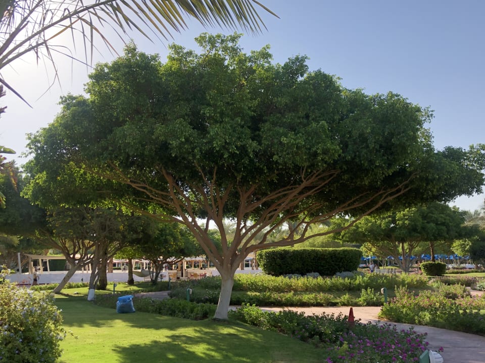 Gartenanlage Desert Rose