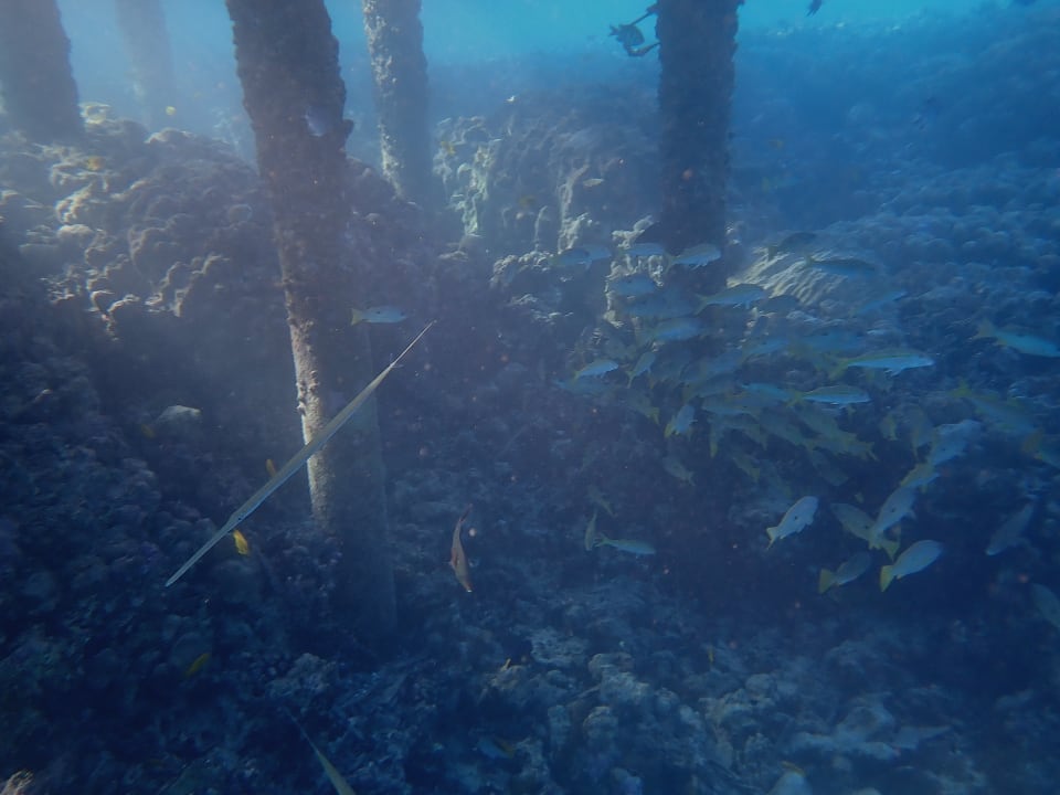 Sport & Freizeit Hotel Gorgonia Beach Resort