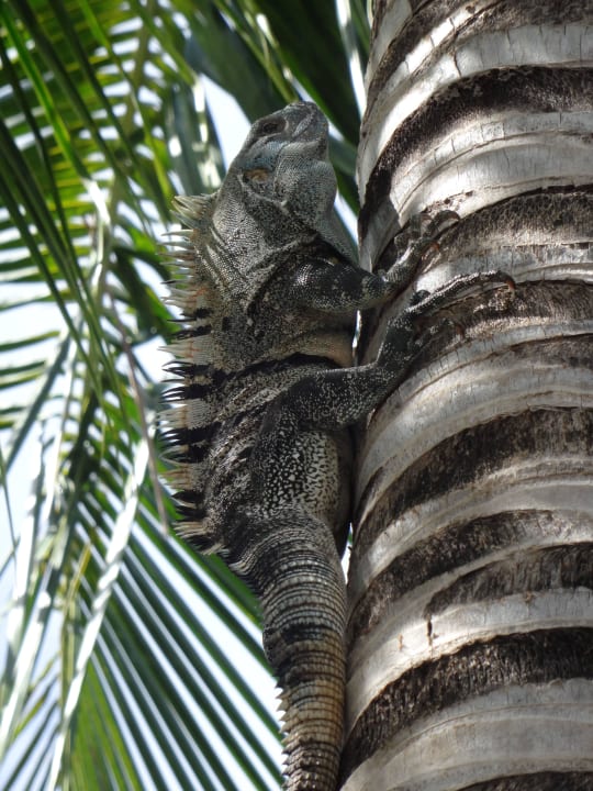 Haustier Hotel Riu Guanacaste