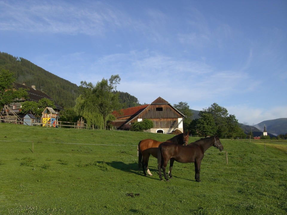 Reitpferde Bauernhof Nagerhof