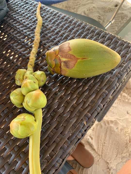 Strand TUI Blue Bahari Zanzibar