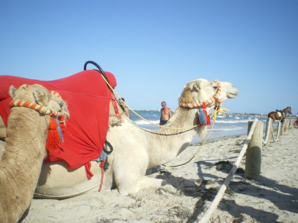 Kamele am Strand Djerba Aqua Resort