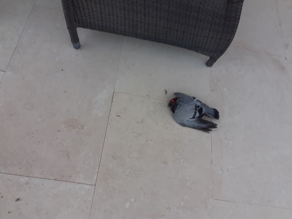 Zimmer Makadi Spa - Adults only