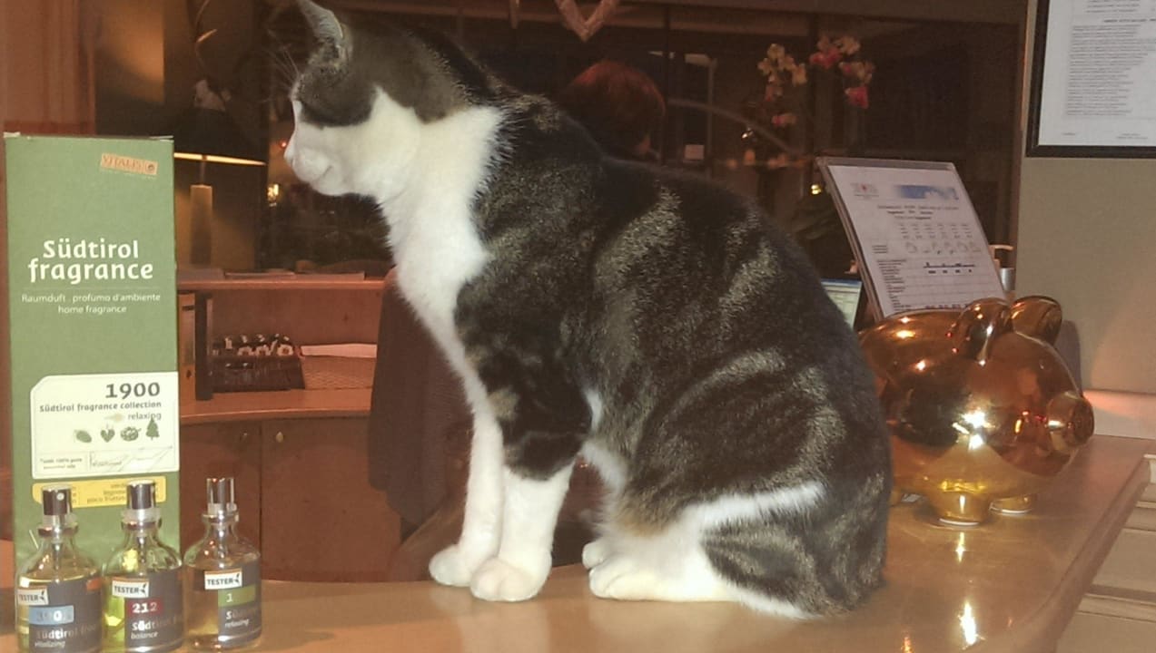 Hauskatze sucht Streicheleinheiten Hotel Chalet Mirabell