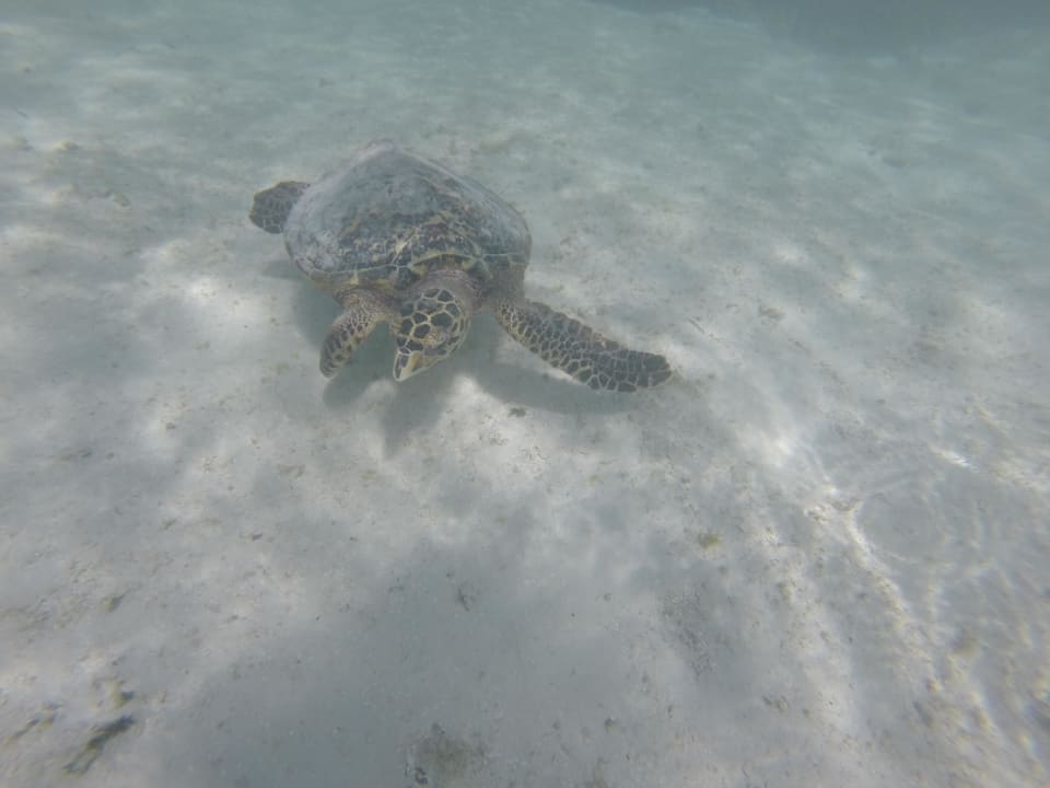 Beim Schnorcheln Komandoo Island Resort & Spa - Adults only