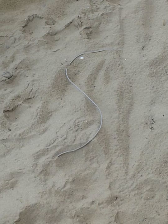 Kabel im Sand  Hotel Atrium Beach