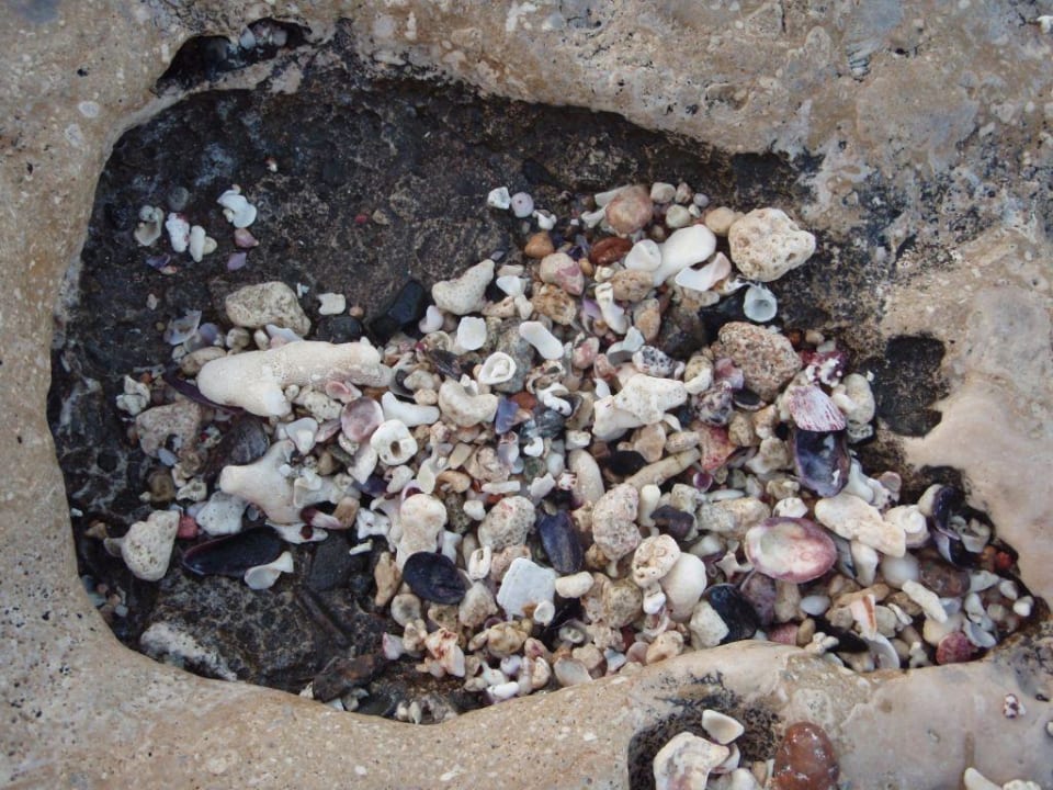 Muscheln Steigenberger Coraya Beach - Adults only