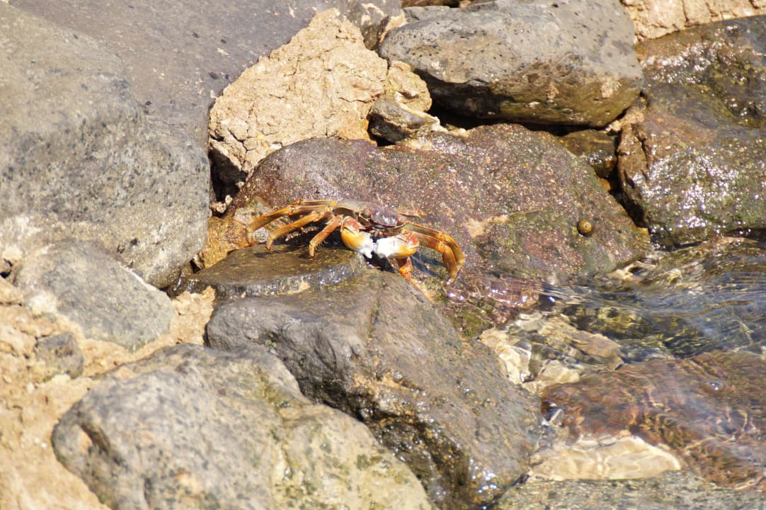 Tierfütterung Hotel Three Corners Ocean View prestige - Adults only