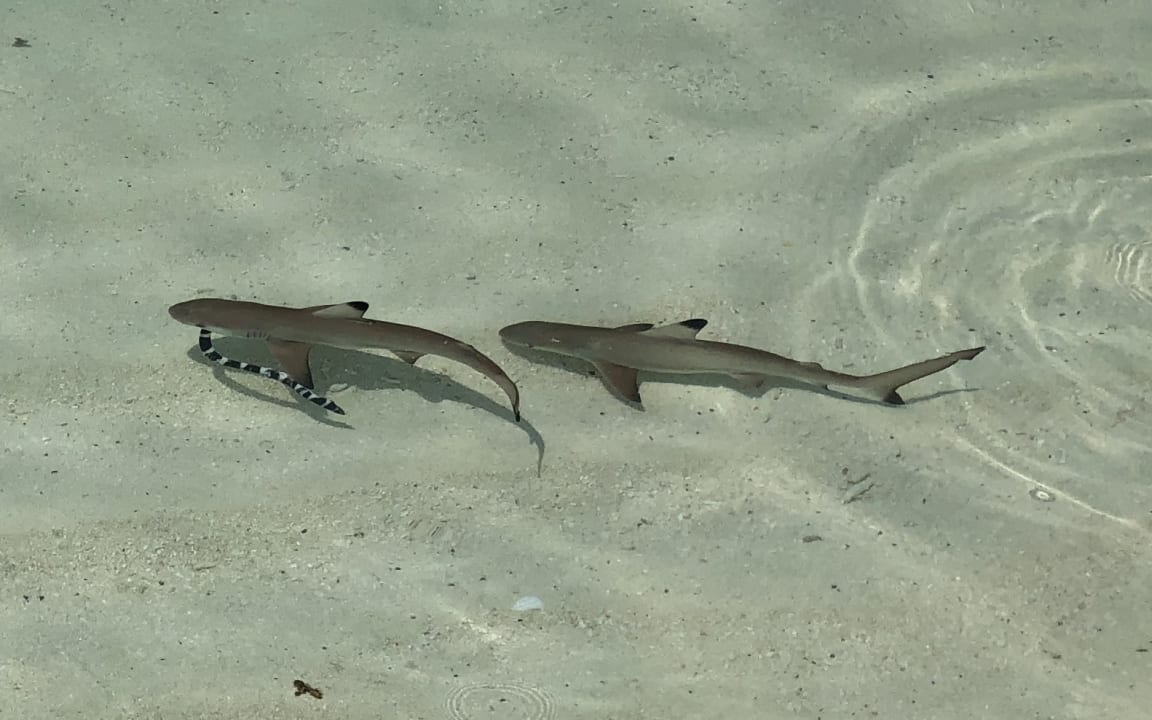 Strand Summer Island Maldives