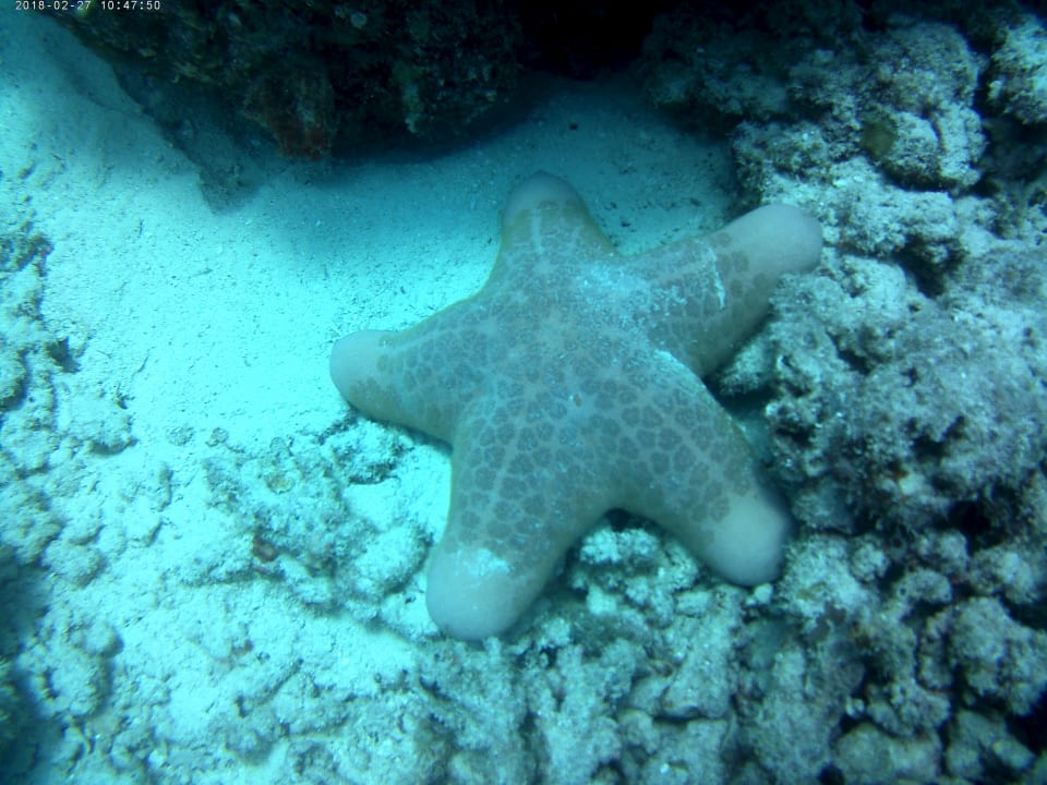 Sport & Freizeit Centara Ras Fushi Resort & Spa Maldives