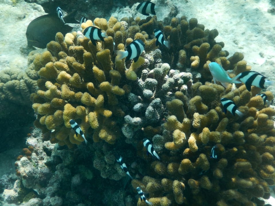 Sport & Freizeit NH Collection Maldives Reethi Resort