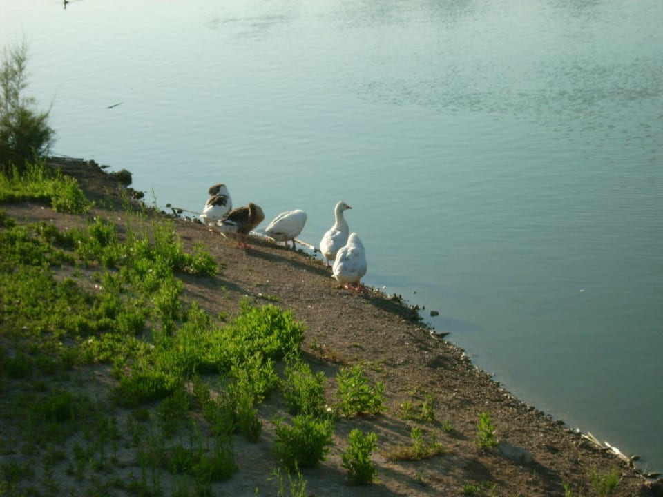 Süßwassersee Universal Hotel Castell Royal