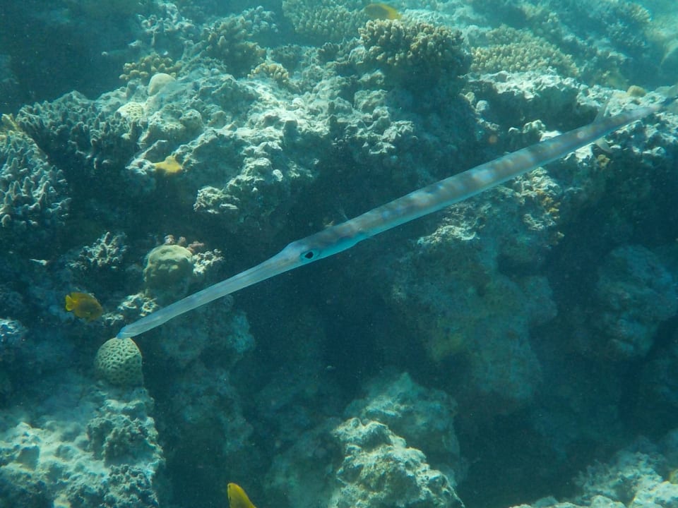 Sport & Freizeit Stella Beach Resort & Spa Makadi Bay