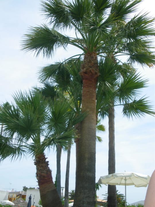 Pooloase allsun Hotel Eden Alcudia