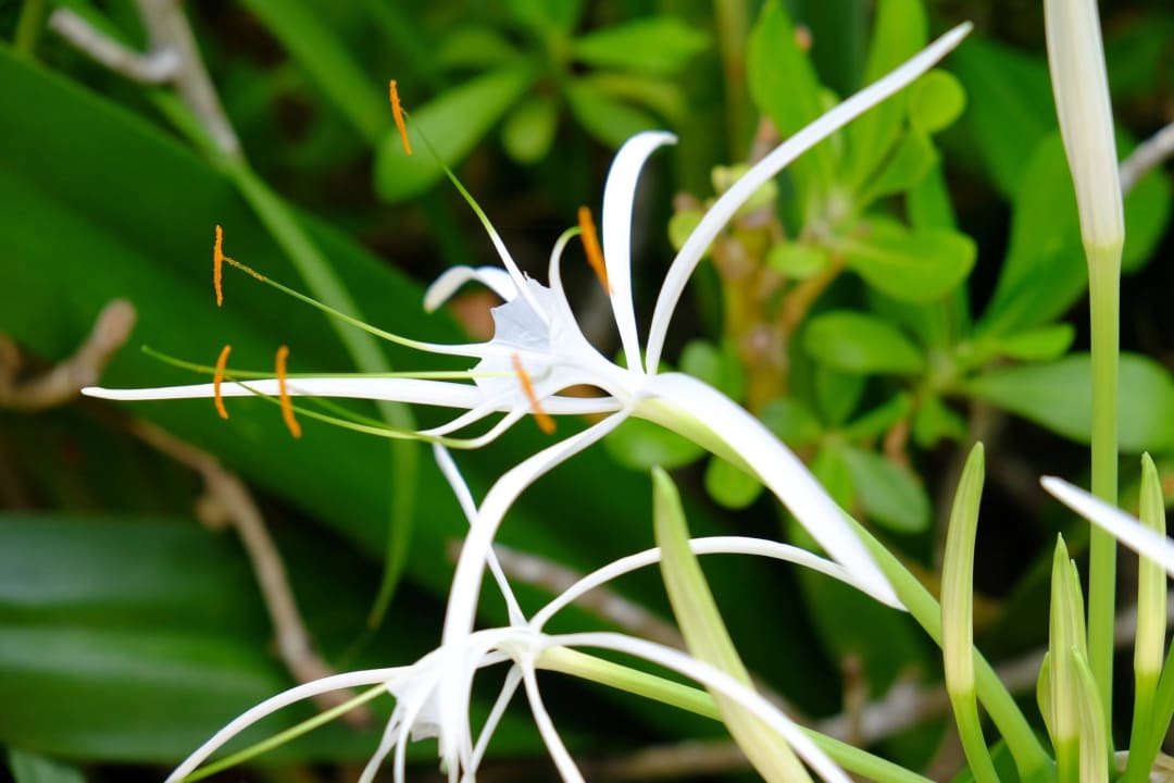 Hotelanlage Hotel Viva Dominicus Palace by Wyndham-All Inclusive Resort