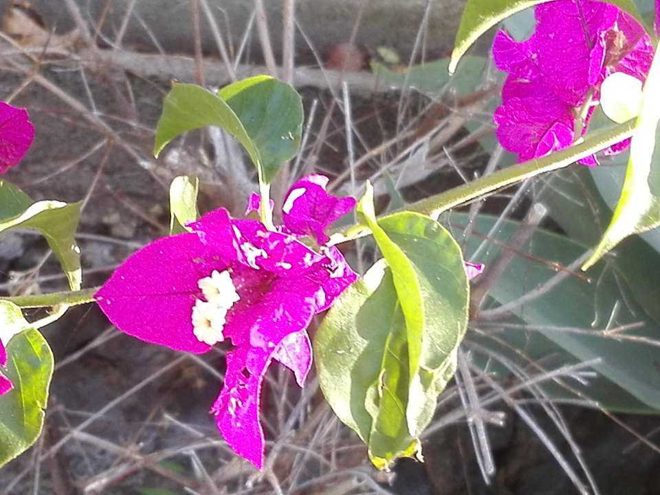 Gartenanlage Jardin Mariposa Retreat- und Seminarzentrum