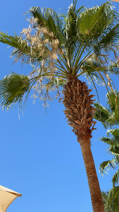 Gartenanlage Steigenberger Coraya Beach - Adults only