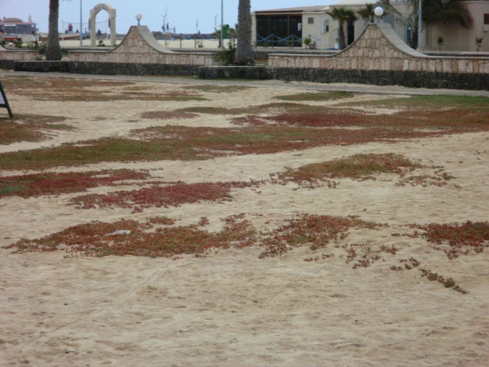 Alles vertrocknet und verdürrt  Hotel Morabeza