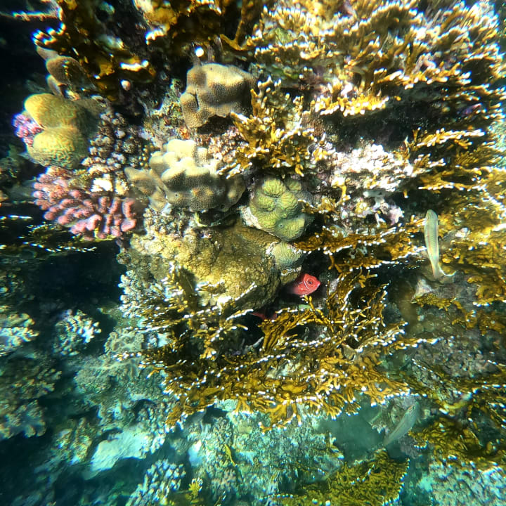 Strand Three Corners Fayrouz Plaza Beach Resort