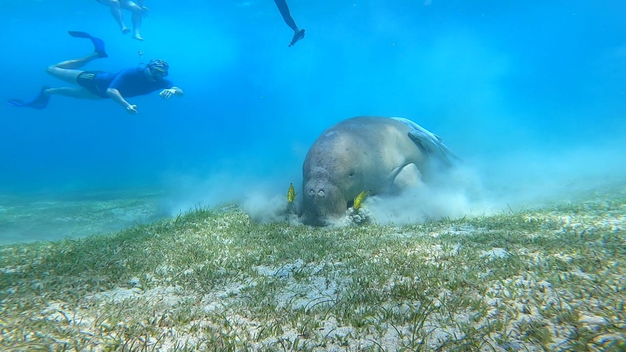 Sport & Freizeit Steigenberger Coraya Beach - Adults only