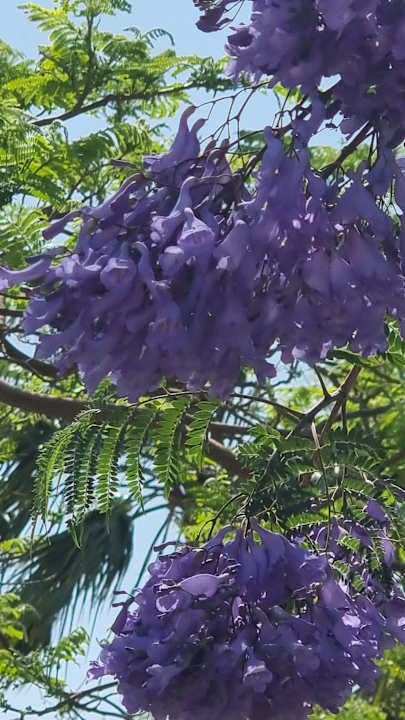 Gartenanlage Cleopatra Luxury Resort Makadi Bay