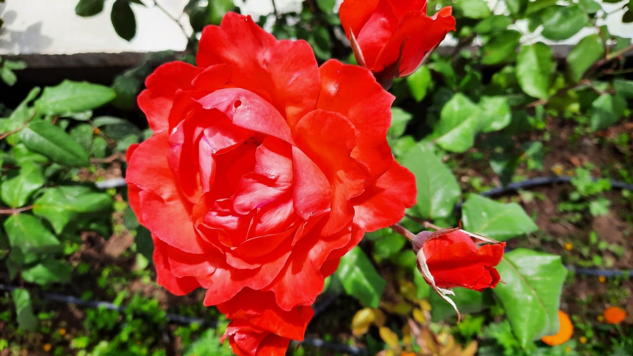 Sonstiges Saphir Resort & Spa