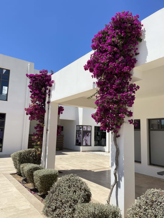 Gartenanlage Atlantica Plimmiri