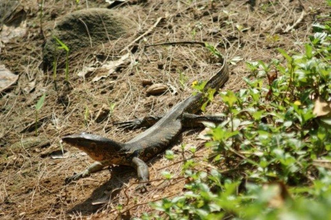Hauswaran Moracea by Khao Lak Resort