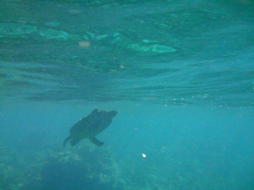 Schildkröte am Außenriff Summer Island Maldives