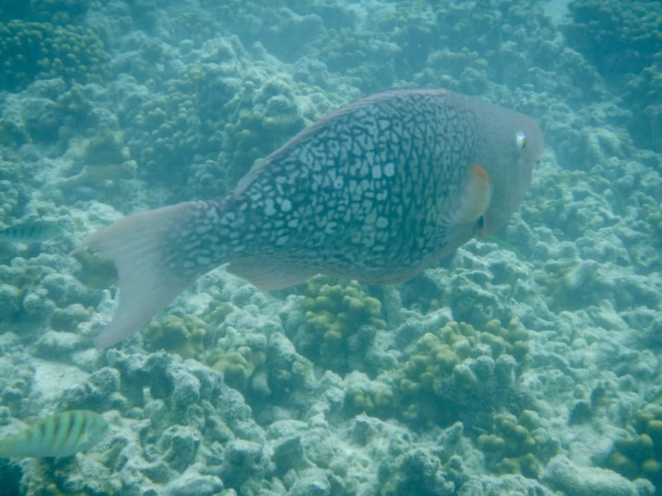 Sport & Freizeit Adaaran Select Hudhuran Fushi - Premium All Inclusive