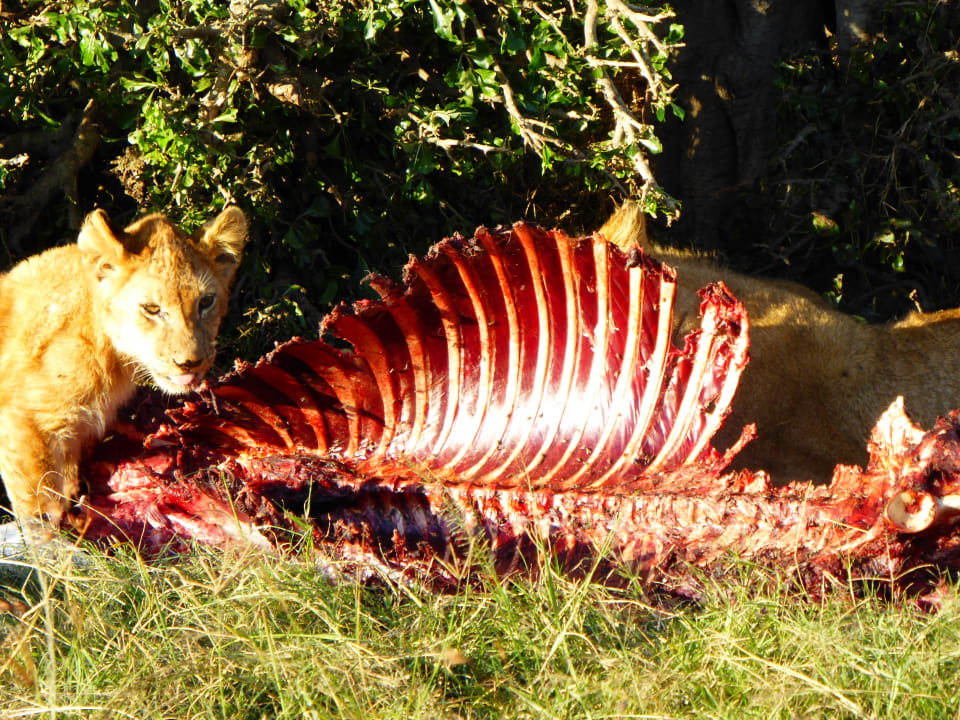 Sonstiges Royal Mara Safari Lodge