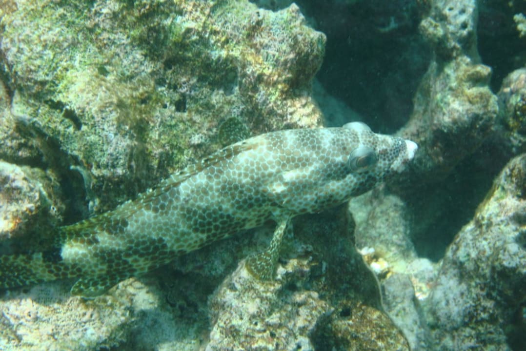 Vierfleck- Wabenbarsch Eri Maldives
