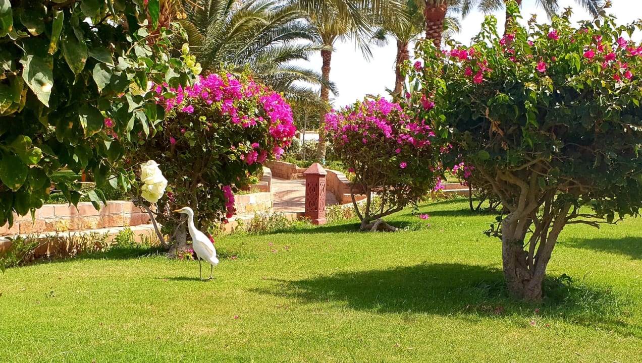 Gartenanlage Fort Arabesque Resort, Spa & Villas