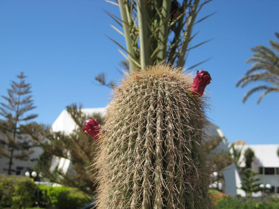 Kaktus Hotel El Mouradi Djerba Menzel