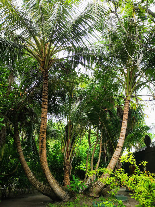 Gartenanlage Adaaran Select Meedhupparu Island Resort - Premium All Inclusive
