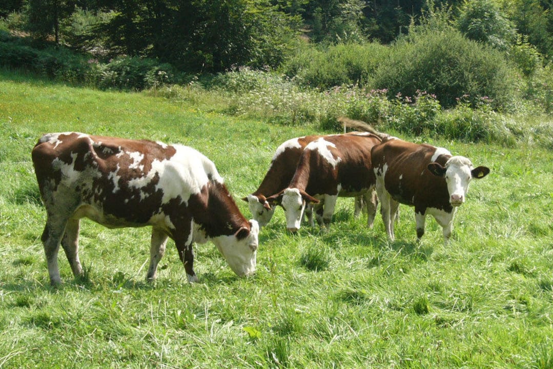 Rinder auf der Weide Schlosshof - der Urlaubsbauernhof