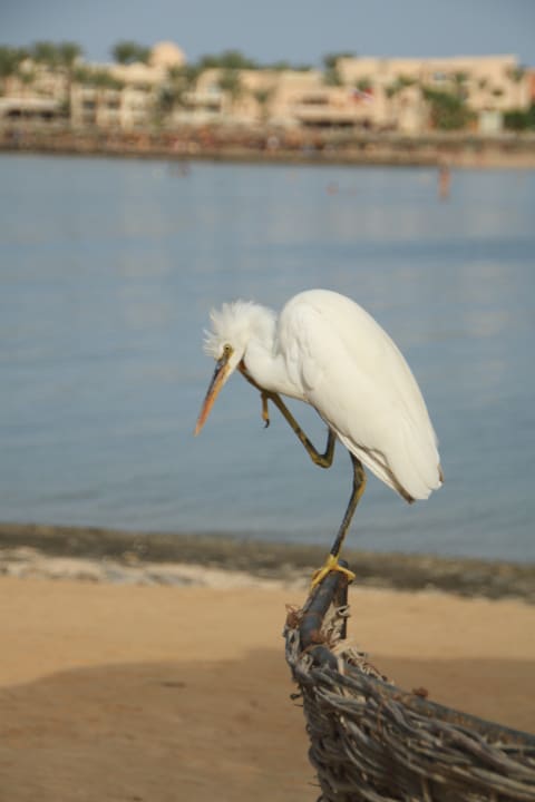 Strand Steigenberger Coraya Beach - Adults only