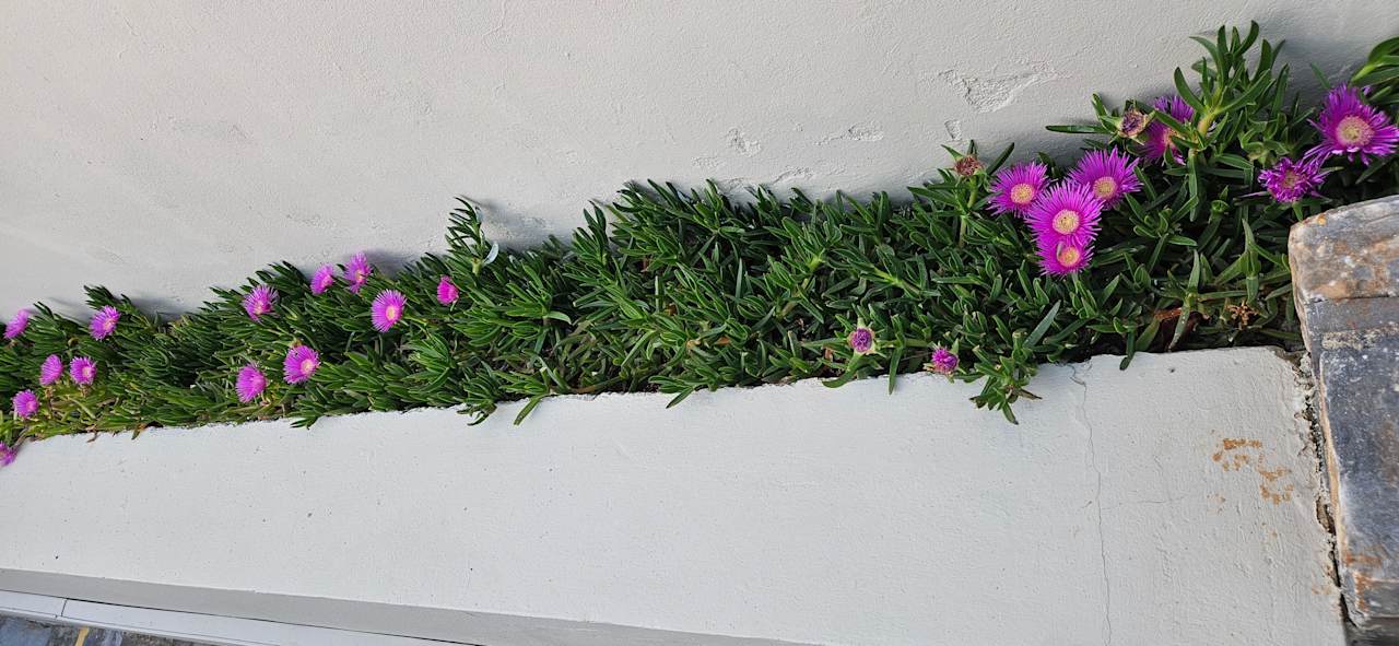 Außenansicht allsun Hotel Malia Beach