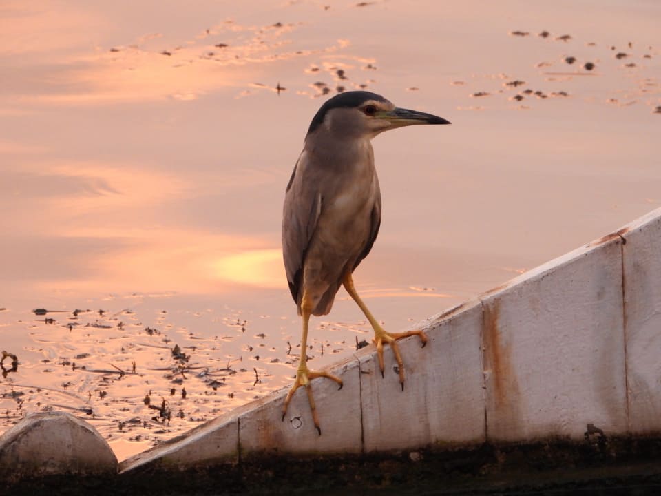 Gartenanlage Jolie Ville Kings Island Luxor