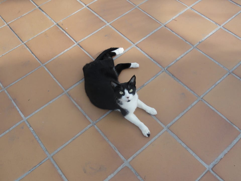 Hotelkatze Sunprime Atlantic View