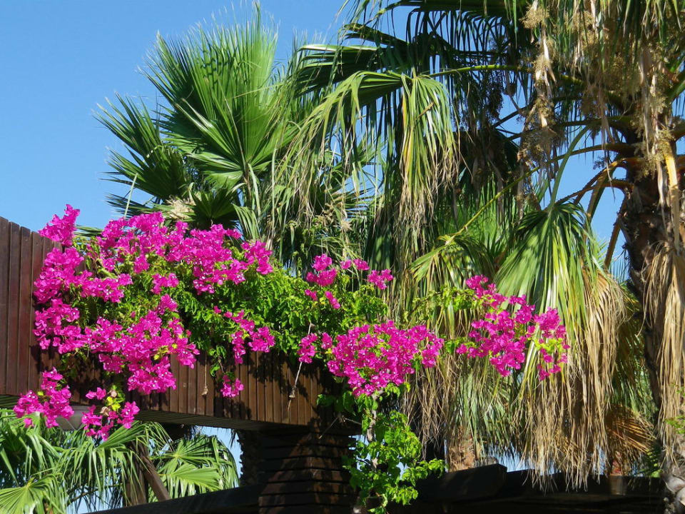 Blumen Alba Resort Hotel