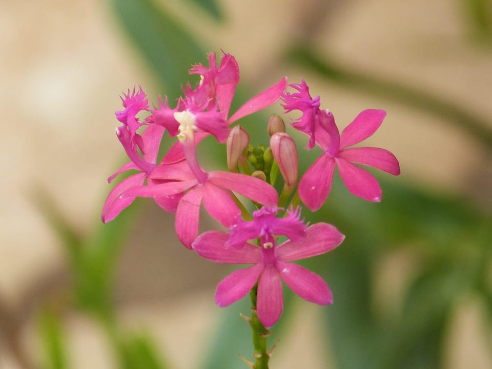 Orchid on the garden Pousada Canto no Bosque