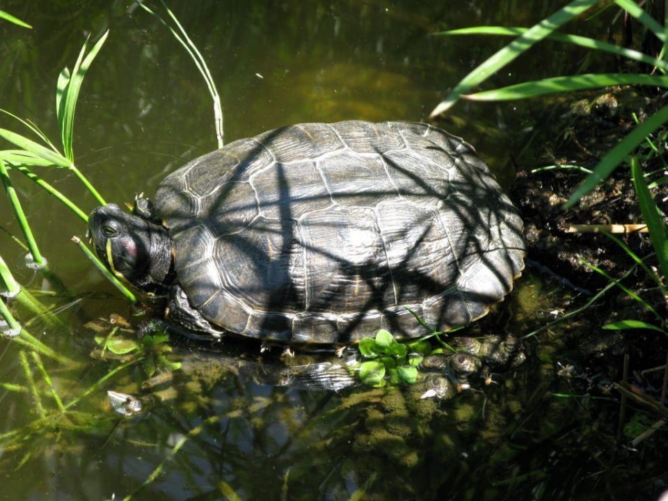 Ogród BlueBay Banús