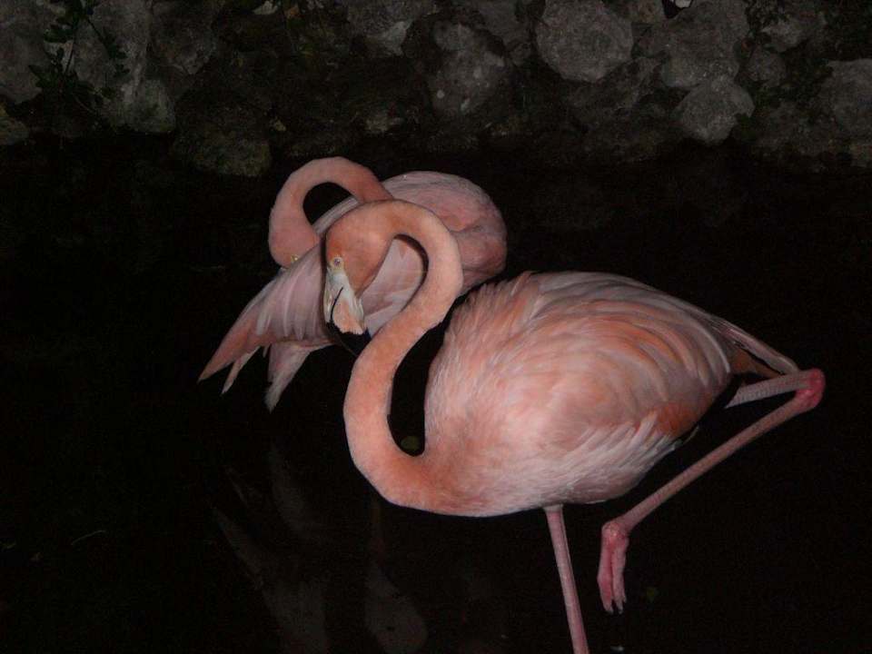 Flamingos Grand Palladium Select Bávaro Resort & Spa