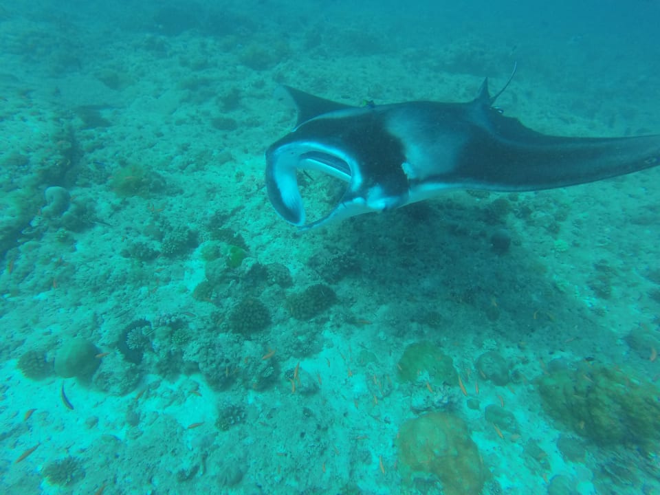 Manta-Ausflug Vilamendhoo Island Resort & Spa