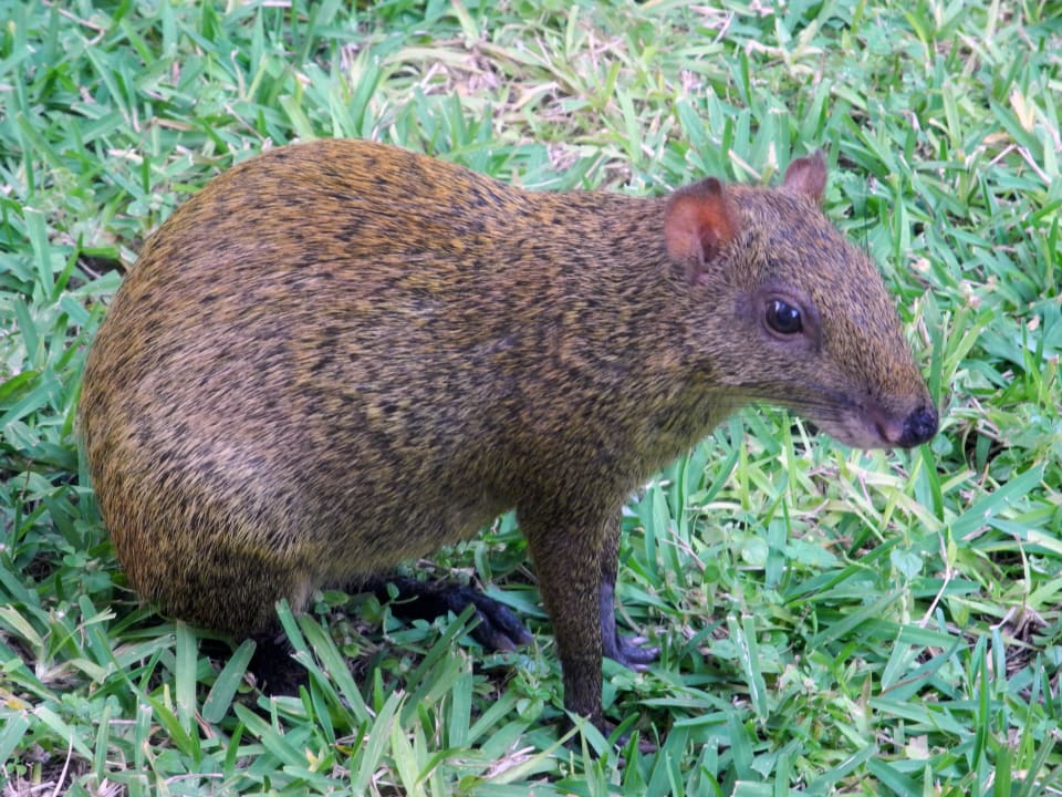 Aguti, auch diese Tierchen sieht man häufig Grand Palladium Select White Sand Resort & Spa