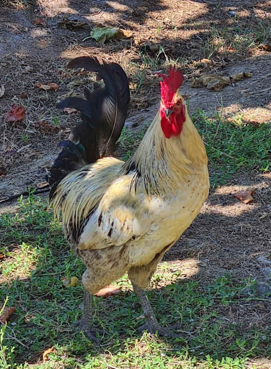 Gartenanlage Seaden Sea World Resort & Spa