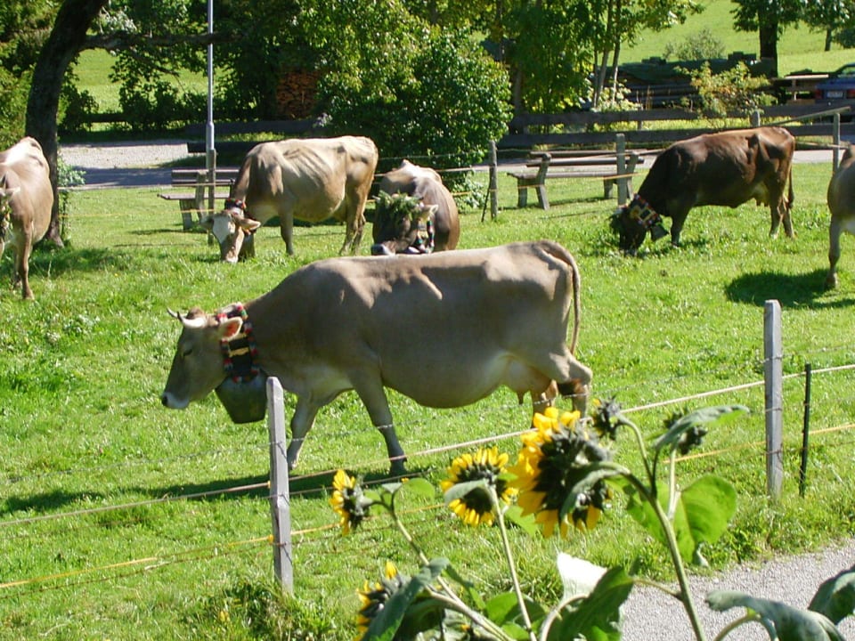 Kühe vor dem Haus Gästehaus Vogler