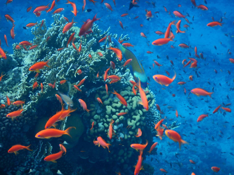 Sport & Freizeit Steigenberger Coraya Beach - Adults only