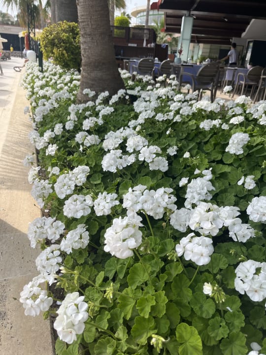 Gartenanlage VONRESORT Golden Coast